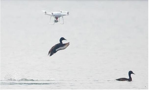 无人机拍鸟屡禁不止，专家：干扰鸟类正常栖息应增设举报渠道本文来源全球无人机网